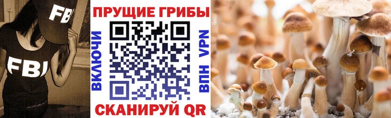 наркошоп  Шацк  Псилоцибиновые грибы Psilocybine cubensis 